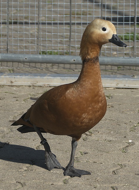 抢镜